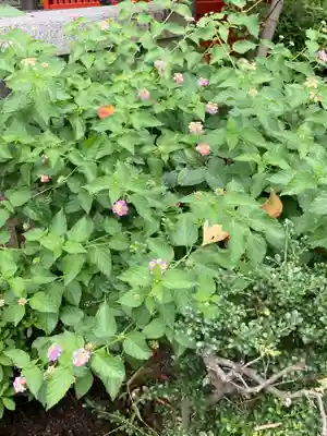 五方山熊野神社の自然