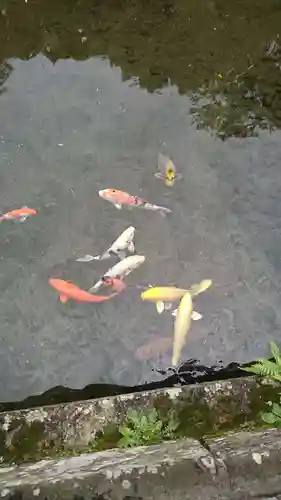 出水神社の動物