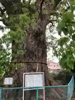 伊勢神明社の自然