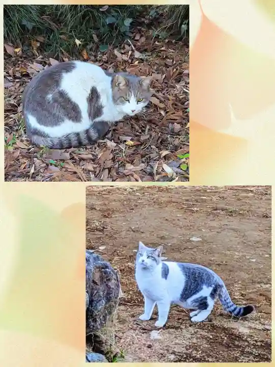 飯綱神社の動物
