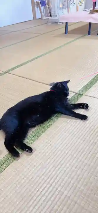 高司神社〜むすびの神の鎮まる社〜の動物