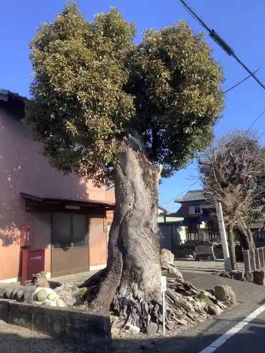 神明社(楽田横町)の自然