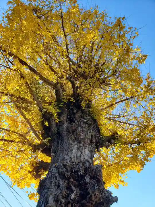 金乗院(目白不動尊)の自然