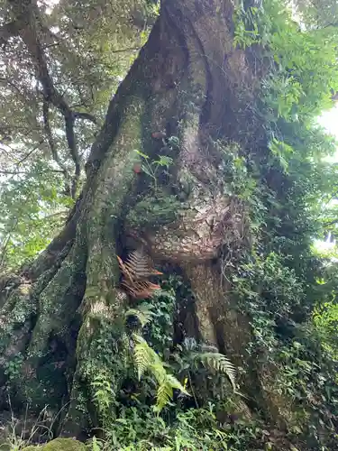 日枝神社の自然