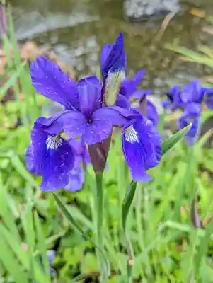 城南宮(京都府)