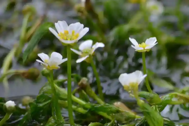 加茂神社(滋賀県)