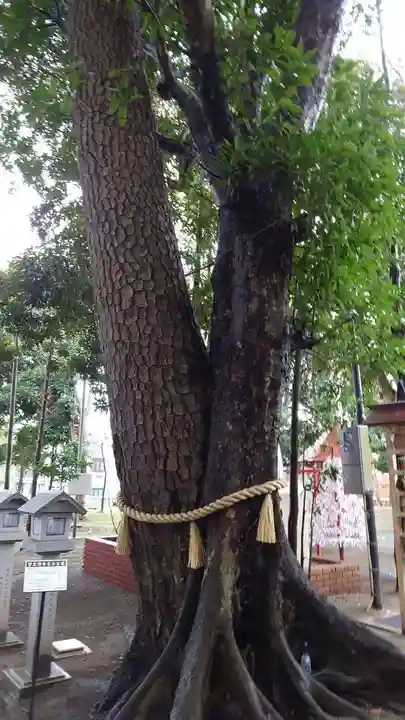 大宮・大原神社(千葉県)