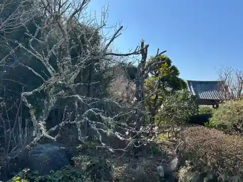 大巌院の{uncategorized: "未分類", other: "その他", undefined: "問題あり", building: "その他建物", grave: "お墓", sacred_gate: "鳥居", guardian: "狛犬", statue: "像", buddha: "仏像", history: "歴史", nature: "自然", garden: "庭園", animal: "動物", pagoda: "塔", temizu: "手水舎", mountain_gate: "山門・神門", sanctuary: "本殿・本堂", subordinate: "末社・摂社", art: "芸術", scenery: "景色", jizo: "地蔵", ema: "絵馬", goshuin: "御朱印", omikuji: "おみくじ", items: "授与品その他", amulet: "お守り", goshuincho: "御朱印帳", eats: "食事", festival: "お祭り", votive_dance: "神楽", shichigosan: "七五三参", wedding: "結婚式", experience: "体験その他", initially: "初詣", around: "周辺", anti_infection: "感染症対策"}