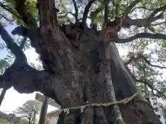 山宮神社の自然