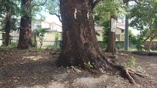 春日神社の自然