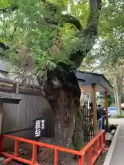 箱根神社の建物その他