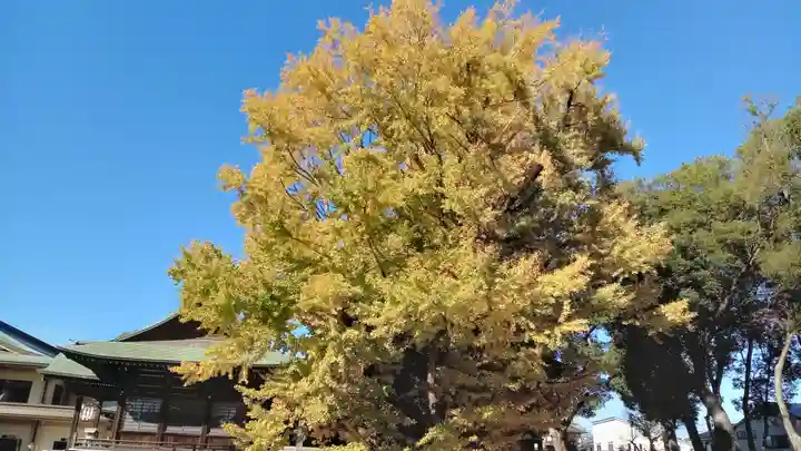 葛飾八幡宮の自然