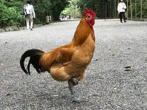 熱田神宮(愛知県)