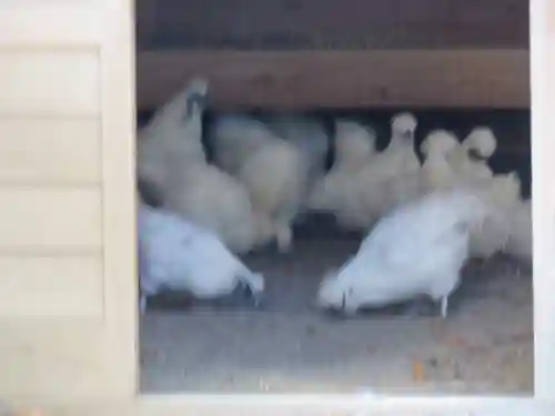 身曾岐神社の動物
