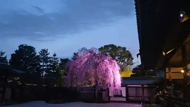 高台寺(高台寿聖禅寺・高臺寺)(京都府)