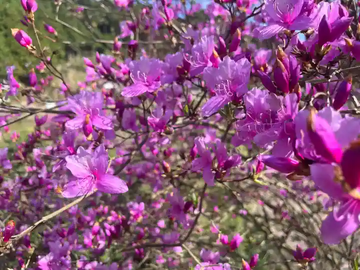 白岩神社の{uncategorized: "未分類", other: "その他", undefined: "問題あり", building: "その他建物", grave: "お墓", sacred_gate: "鳥居", guardian: "狛犬", statue: "像", buddha: "仏像", history: "歴史", nature: "自然", garden: "庭園", animal: "動物", pagoda: "塔", temizu: "手水舎", mountain_gate: "山門・神門", sanctuary: "本殿・本堂", subordinate: "末社・摂社", art: "芸術", scenery: "景色", jizo: "地蔵", ema: "絵馬", goshuin: "御朱印", omikuji: "おみくじ", items: "授与品その他", amulet: "お守り", goshuincho: "御朱印帳", eats: "食事", festival: "お祭り", votive_dance: "神楽", shichigosan: "七五三参", wedding: "結婚式", experience: "体験その他", initially: "初詣", around: "周辺", anti_infection: "感染症対策"}