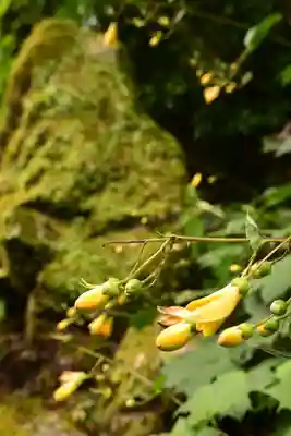 青源寺(高知県)