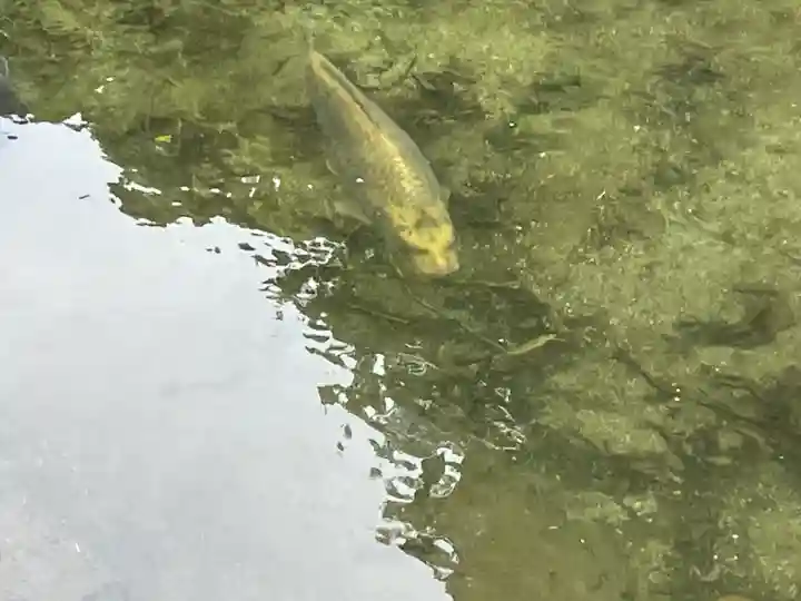 吾平山上陵の動物