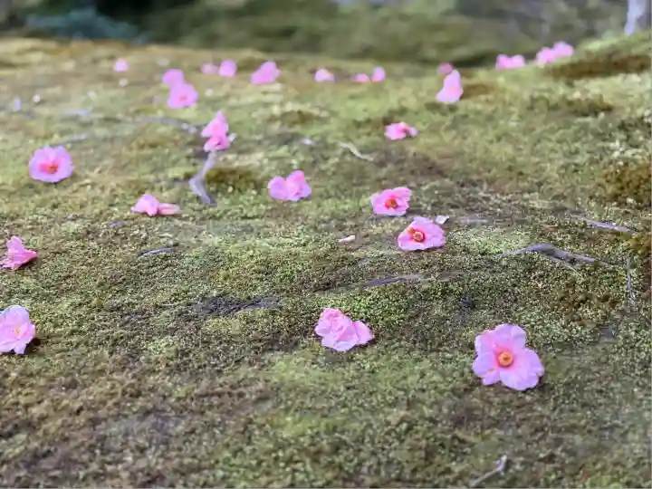 慈照寺(慈照禅寺・銀閣寺)(京都府)