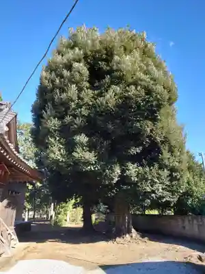 産泰神社(埼玉県)
