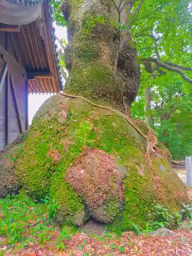 八幡社（西）の自然
