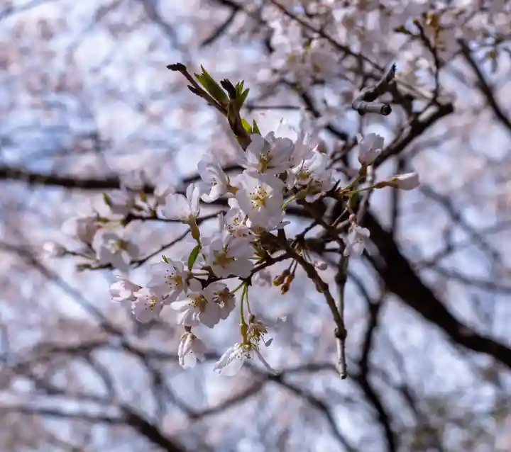 賀茂御祖神社(下鴨神社)の自然