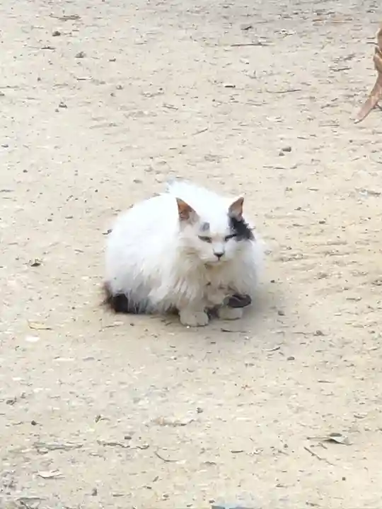 伏見稲荷大社の動物