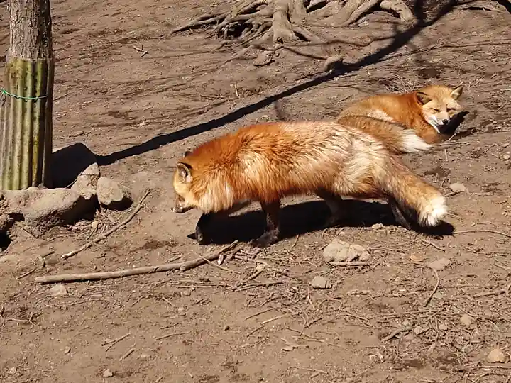御金稲荷神社(宮城県)