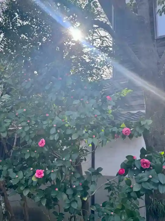 長建寺の{uncategorized: "未分類", other: "その他", undefined: "問題あり", building: "その他建物", grave: "お墓", sacred_gate: "鳥居", guardian: "狛犬", statue: "像", buddha: "仏像", history: "歴史", nature: "自然", garden: "庭園", animal: "動物", pagoda: "塔", temizu: "手水舎", mountain_gate: "山門・神門", sanctuary: "本殿・本堂", subordinate: "末社・摂社", art: "芸術", scenery: "景色", jizo: "地蔵", ema: "絵馬", goshuin: "御朱印", omikuji: "おみくじ", items: "授与品その他", amulet: "お守り", goshuincho: "御朱印帳", eats: "食事", festival: "お祭り", votive_dance: "神楽", shichigosan: "七五三参", wedding: "結婚式", experience: "体験その他", initially: "初詣", around: "周辺", anti_infection: "感染症対策"}