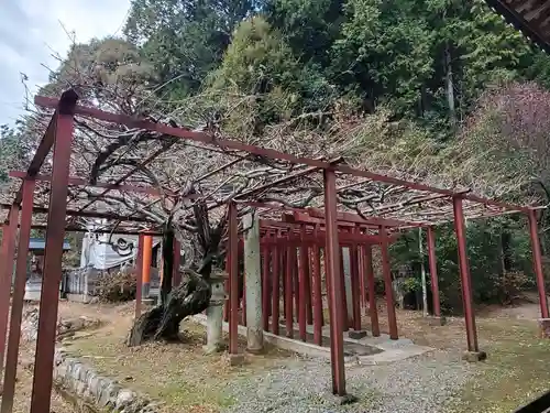一之宮神社の自然