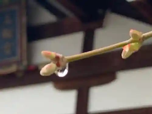 三輪神社の自然