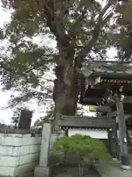梅岩寺の自然