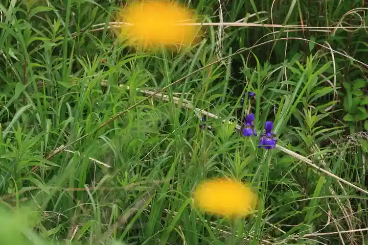 大六天麻王神社の自然