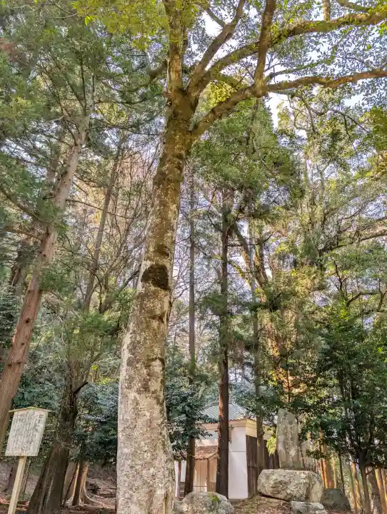 若狭姫神社(若狭彦神社下社)の{uncategorized: "未分類", other: "その他", undefined: "問題あり", building: "その他建物", grave: "お墓", sacred_gate: "鳥居", guardian: "狛犬", statue: "像", buddha: "仏像", history: "歴史", nature: "自然", garden: "庭園", animal: "動物", pagoda: "塔", temizu: "手水舎", mountain_gate: "山門・神門", sanctuary: "本殿・本堂", subordinate: "末社・摂社", art: "芸術", scenery: "景色", jizo: "地蔵", ema: "絵馬", goshuin: "御朱印", omikuji: "おみくじ", items: "授与品その他", amulet: "お守り", goshuincho: "御朱印帳", eats: "食事", festival: "お祭り", votive_dance: "神楽", shichigosan: "七五三参", wedding: "結婚式", experience: "体験その他", initially: "初詣", around: "周辺", anti_infection: "感染症対策"}