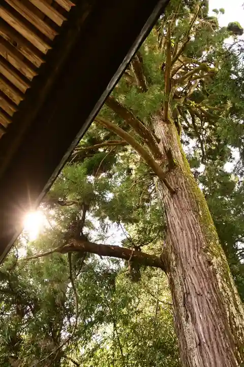 小村神社の自然