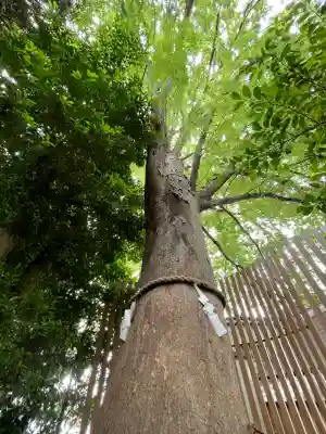 鎮守氷川神社(埼玉県)