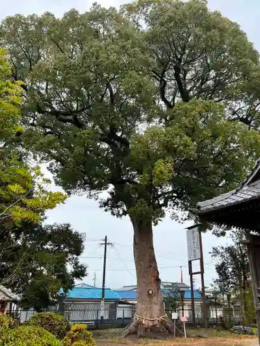 髙木八幡宮(佐賀県)