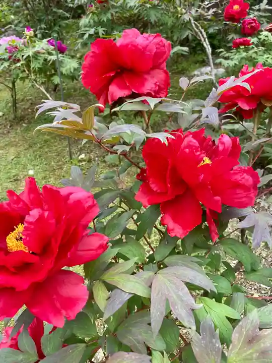 長谷寺(新潟県)