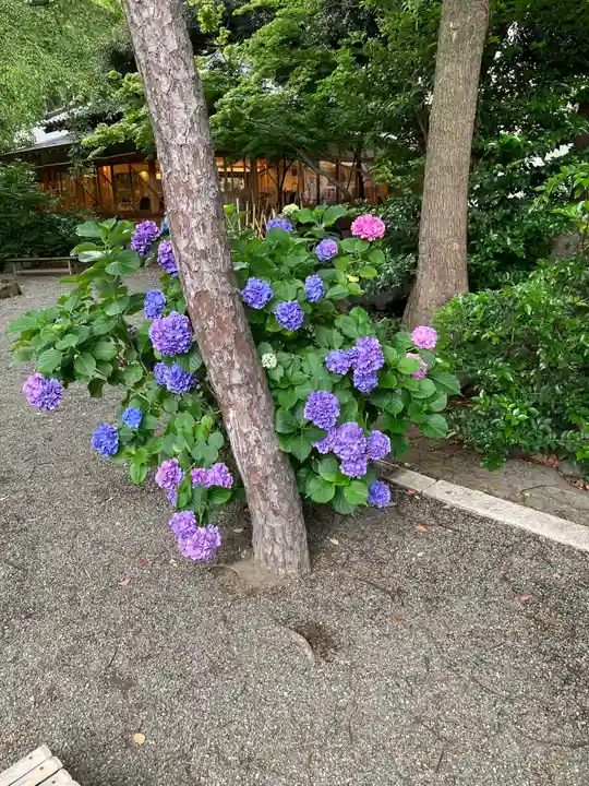 平塚八幡宮の自然