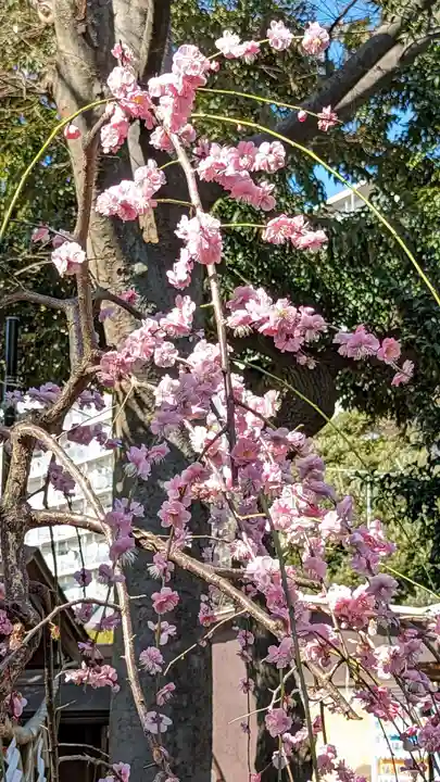 菊田神社の自然