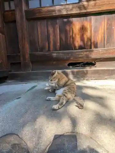 八幡社（柏井町）の動物