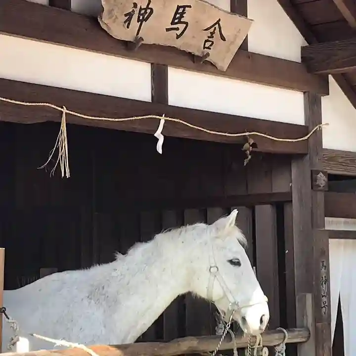 賀茂別雷神社(上賀茂神社)の動物