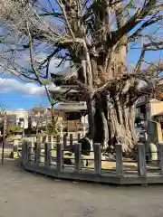 飛騨国分寺(岐阜県)