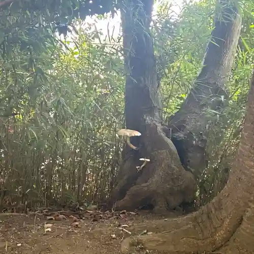 諏訪神社(神奈川県)