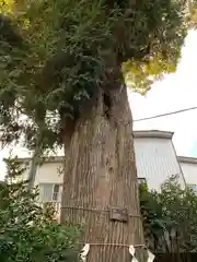 健田須賀神社の自然