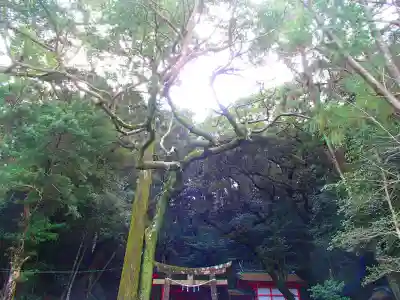 宇久井神社の自然