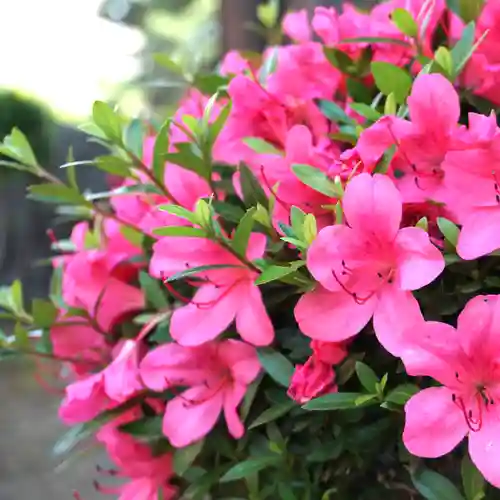 成田山大照寺(北海道)