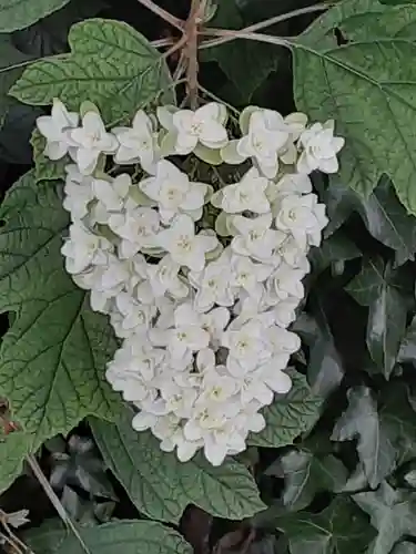 阿佐ヶ谷神明宮(東京都)