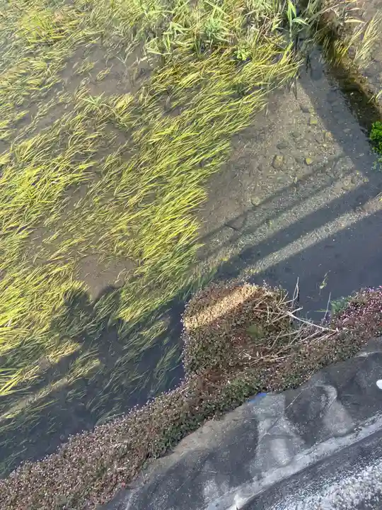 南沢氷川神社の御朱印