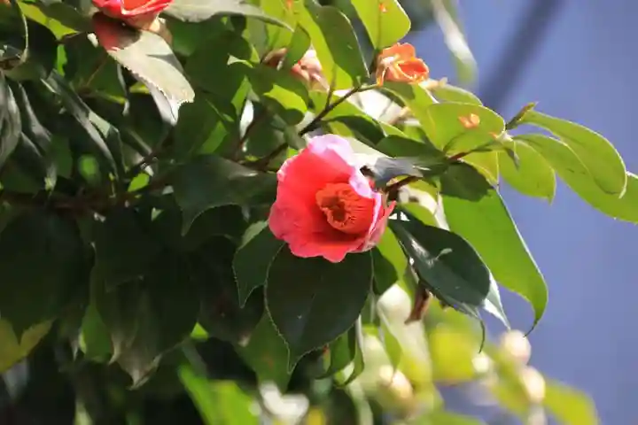 愛宕神社の庭園